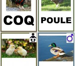 Les noms des oiseaux de la ferme