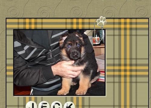 Jeck, notre Berger Allemand