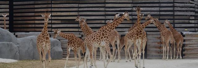 Le Zoo de Vincennes ressuscité