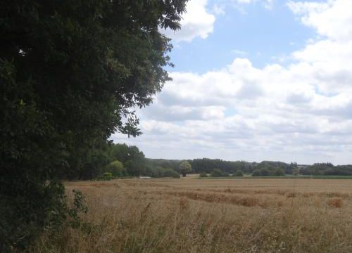 du champ de blé aux moissons au mois de juillet