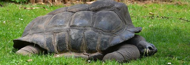 Ménagerie du Jardin des Plantes : Périclès tortue des Seychelles