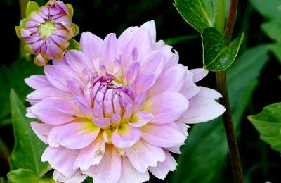 Metz ville verte zéro pesticide...