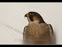 Faucon pèlerin - Falco peregrinus