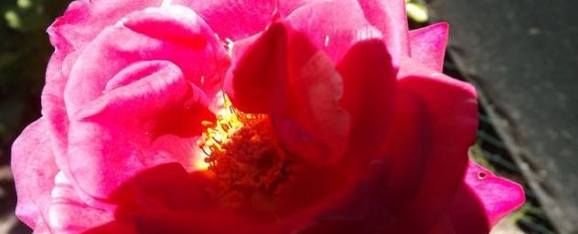 Photo: rose mignonne 