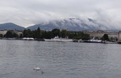 EB - Cygne et ses cygnons sur le Lac Léman...