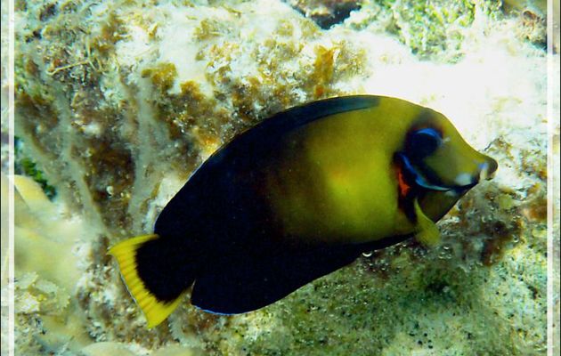 Chirurgien mimétique du Pacifique ou chocolat, Chocolate surgeonfish (Acanthurus pyroferus) - Lagon de la Pension Kuriri - Maupiti - Polynésie française