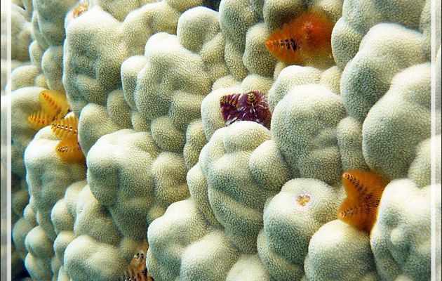 Spirobranches "arbre de Noël" multicolores (Spirobranchus giganteus) - Atoll de Fakarava - Tuamotu - Polynésie française
