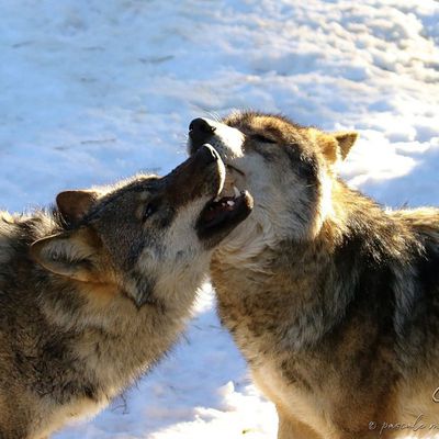 Le Loup (Canis lupus)