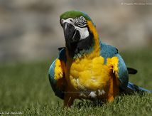 Ara bleu 