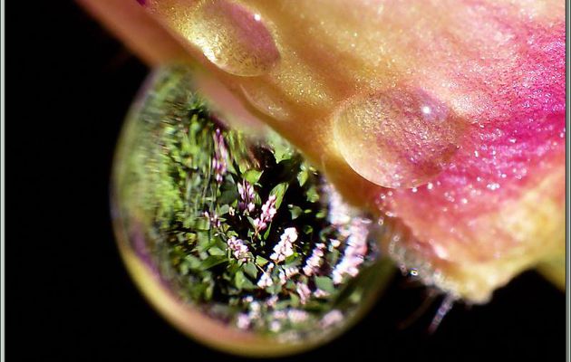 Boule de cristal : le parfait reflet du temps pluvieux actuel sur une fleur de digitale