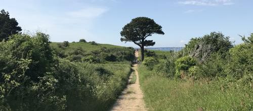 Mon arbre