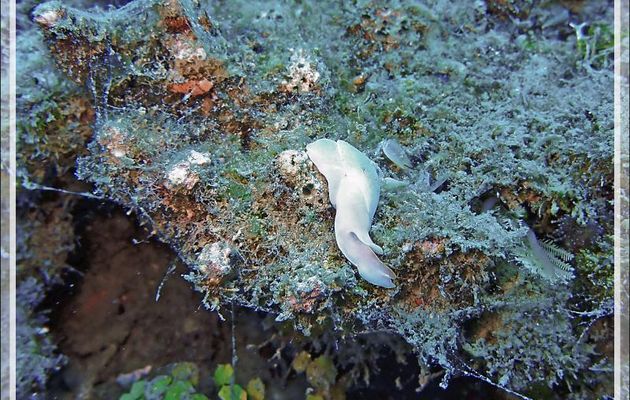 Chélidonure brillante, Limace balai brillante, Bright chelidonura, Brillant headshield slug (Chelidonura electra) - Spot Antsoha (Rocher 4ème Frère) - Tsarabanjina - Mitsio - Madagascar