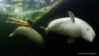 Le murmure des baleines ... 