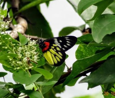 quelques insectes butinent;