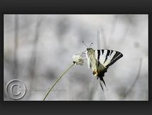 Flambé, (Iphiclides podalirius) -  Papilionidae