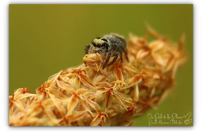 Larve de Punaise au repas d'une Philaeus chrysops ♀ (Salticidae)