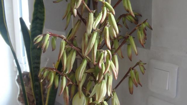 Le Bouquet de la Fin de Semaine