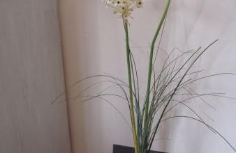 Ornithogalum arabicum , étoile de Béthléem
