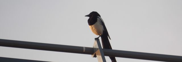 Randonnée aux Marmousets (94)