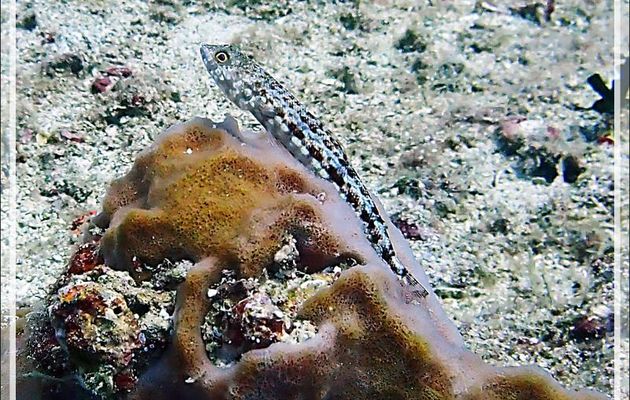 Poisson-lézard à ligne bleu, Anoli de sable, Clearfin lizardfish (Synodus dermatogenys) - Les Tétons - Tsarabanjina - Mitsio - Madagascar