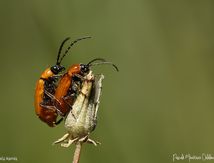 Lupérus portugais - Exosoma lusitanicum (Chrysomelidae)