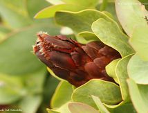 Protea