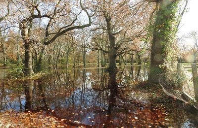 EB - Après la pluie - décembre 2020...