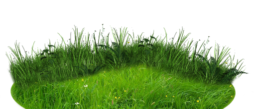 ѼVegetation