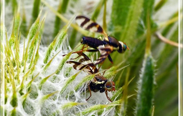Ménage à trois chez les mouches téphritides - Artiga de Lin - Es Bordes - Val d'Aran - Espagne