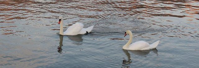 au lac du Bourget ...