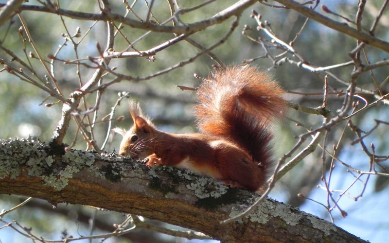 le petit écureuil du jour par Bébert