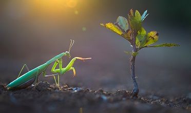 Le monde des insectes ... 