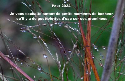Tous mes voeux à vous qui passez par ici