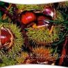 Cartonnettes marrons-noix et noisettes !