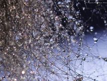 Perles d'eau sur toison de Gampo