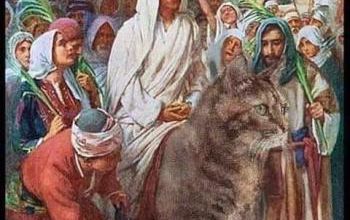 Des chats en cadeaux
