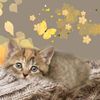 Calendrier - fond d' écran - Septembre 2018-