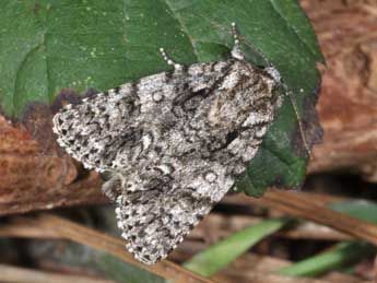 Chenille de la Noctuelle de la patience (Acronicta rumicis) - Lartigau - Milhas - 31