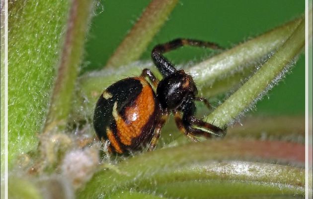 Araignée-crabe Napoléon,Thomise globuleuse, forme rouge (Synema globosum) - Lartigau - Milhas - 31