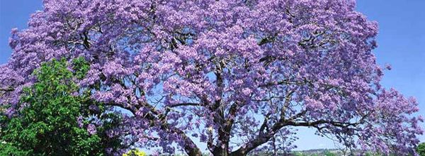 Le paulownia