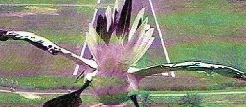 Goéland, ou mouette ?