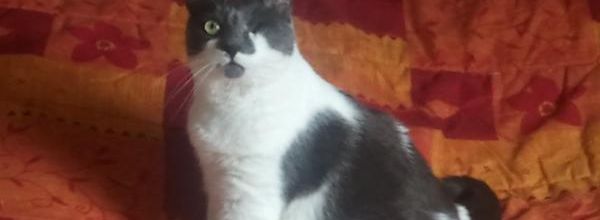 Un chat est capable de reconnaître son propre nom
