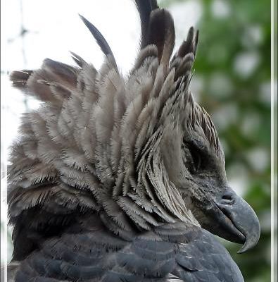 Aigle Harpie féroce, Harpy Eagle (Harpia harpyja) - Parque das Aves - Foz do Iguaçu - Brésil