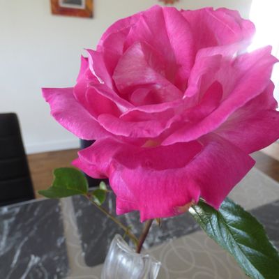 doux repas a lacalobra florence qui hélas nous a quittée hier matin que son repos soit doux comme elle elle savait l etre , notre peine est bien sur immense 