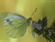 Piéride du navet (Pieris napi) - Pieridae