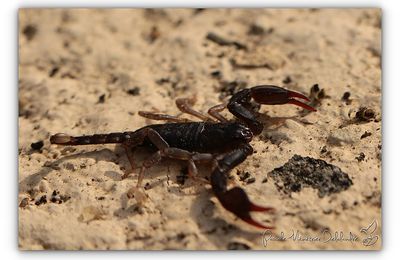 Scorpion noir à queue jaune