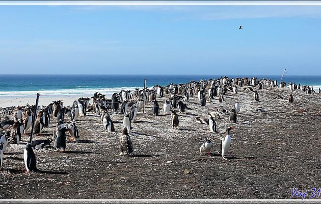 Les Manchots papous de la plage nord - The Neck (Le Cou) - Saunders Island - Falkland (Malvinas, Malouines) - Grande-Bretagne