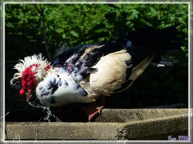 Le bain du canard de Barbarie - Aspet - 31