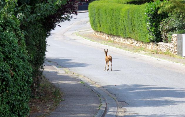une rencontre insolite !!