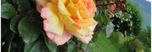 PETIT TOUR AU JARDIN ( 2025 )